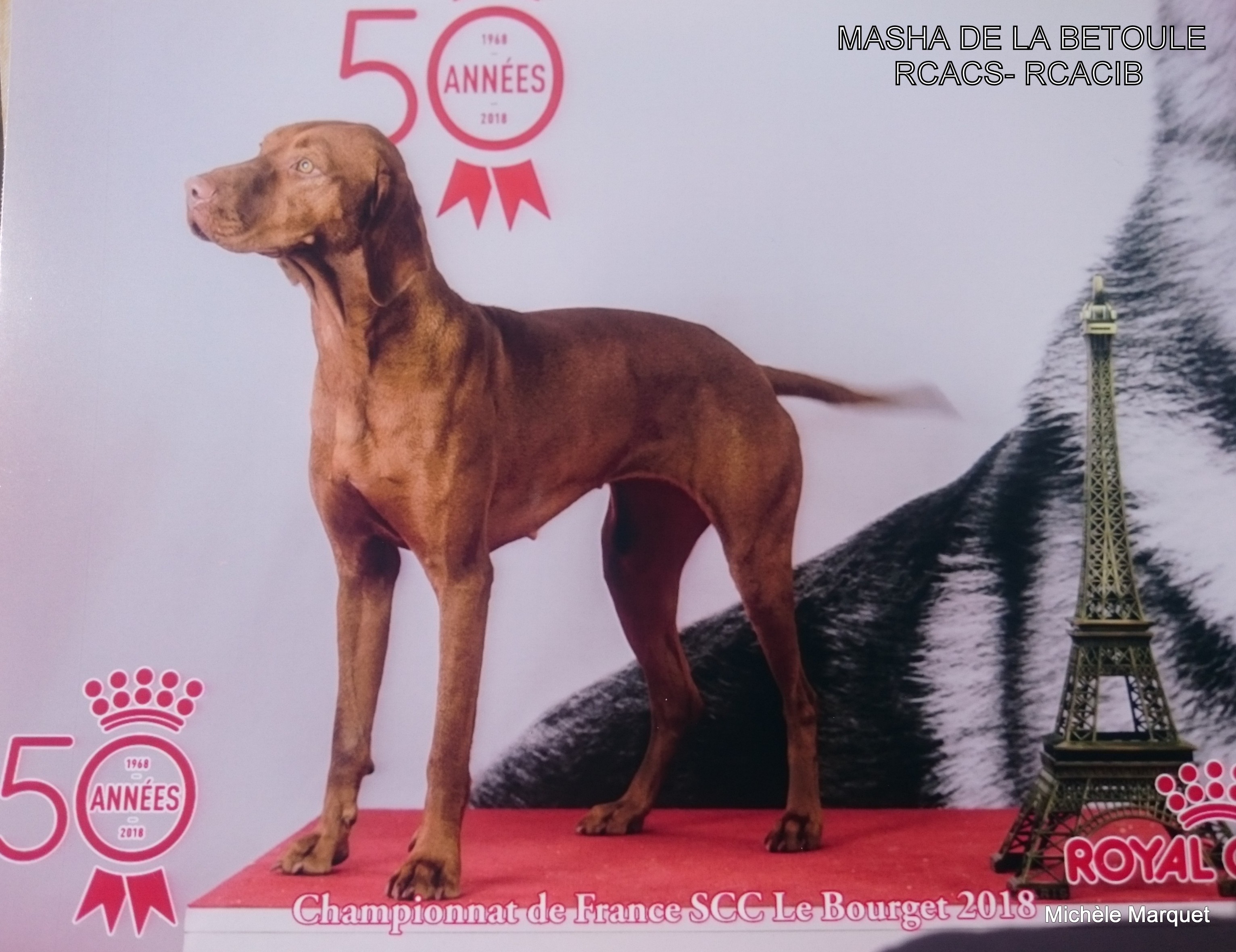 Merveille dite masha De la betoule