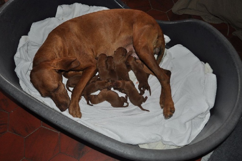 Chiot Braque hongrois à poil court (Vizsla) De la betoule