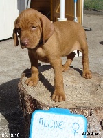 CHIOT