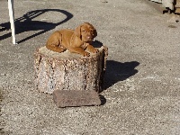 CHIOT