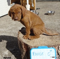 CHIOT