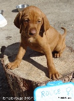 CHIOT