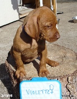 CHIOT