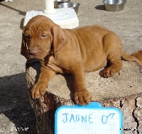 CHIOT