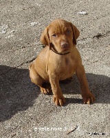 CHIOT